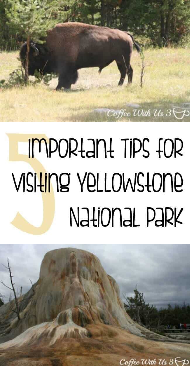 5 Important Tips for Visiting Yellowstone | Are you planning to travel to Yellowstone National Park? Make sure you know these important tips & tricks so you can stay safe, enjoy your trip, and have the best vacation ever. 