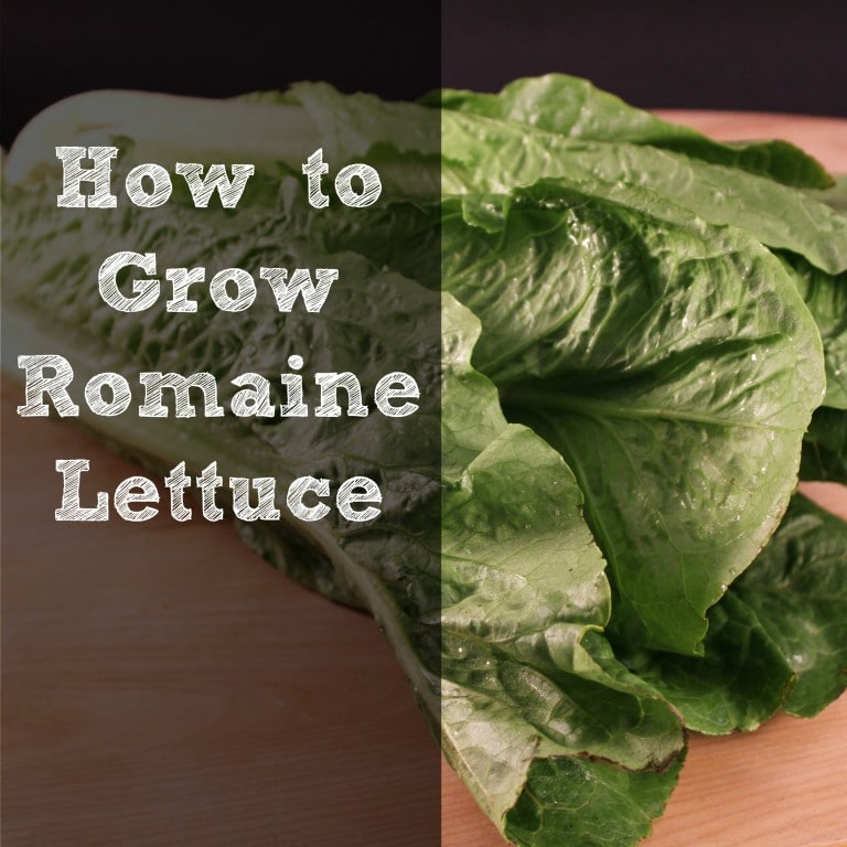 How to Grow Romaine Lettuce