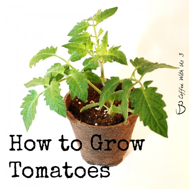 How to Grow Tomatoes