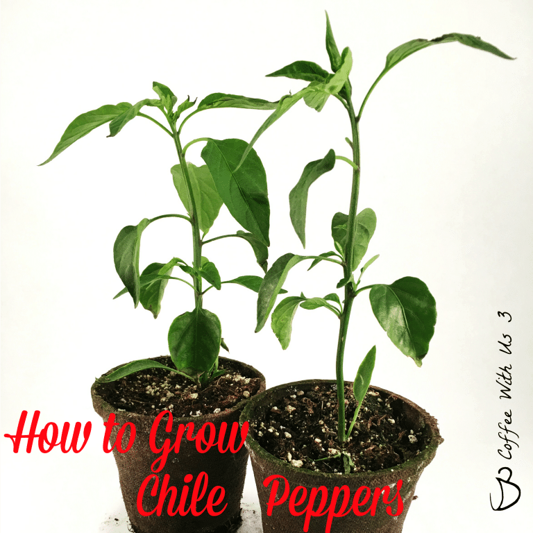 How to Grow Chile Peppers