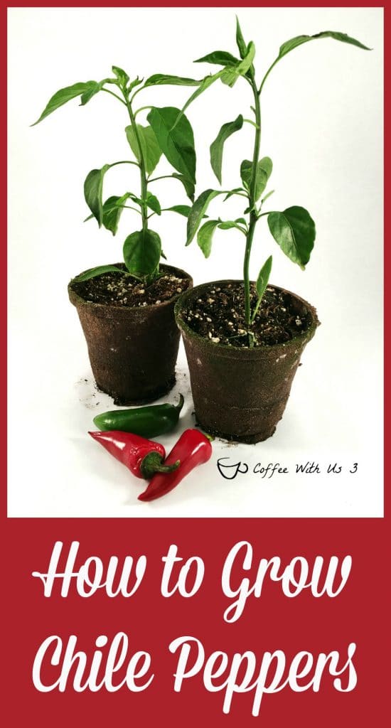 How to grow peppers