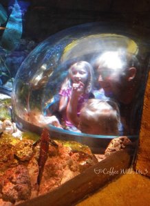 Loveland Living Planet Aquarium in Salt Lake City Coffee With Us 3