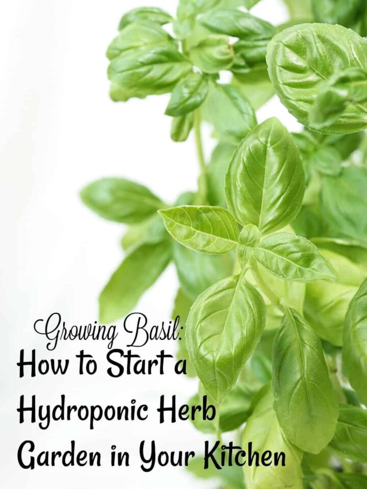 How to Start a Hydroponic Herb Garden in Your Kitchen | Coffee With Us 3