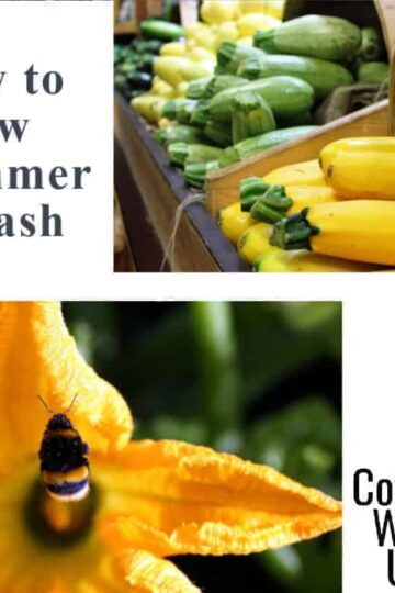Yellow squash and zucchini at a market and a squash blossom with a bee in it.